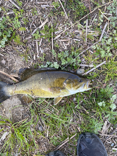 スモールマウスバスの釣果