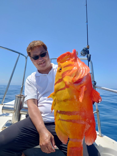 シマハタの釣果