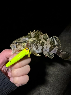 タケノコメバルの釣果