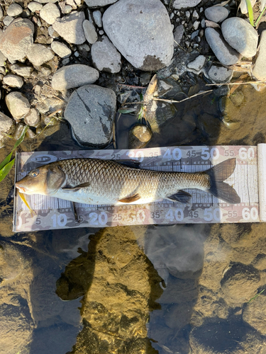 ニゴイの釣果