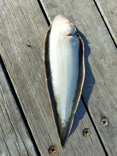 シタビラメの釣果