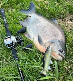 パクーの釣果