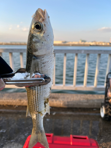 ボラの釣果