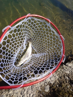 ニジマスの釣果