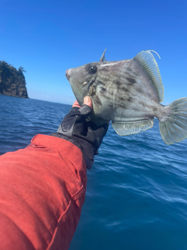 カワハギの釣果