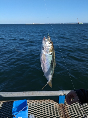 コノシロの釣果