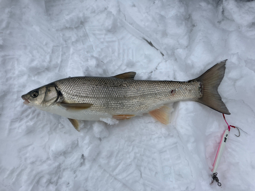 ウグイの釣果