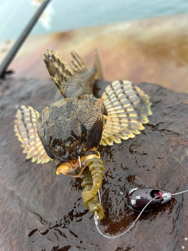 川汲漁港で釣れたカジカの釣り・釣果情報 - アングラーズ