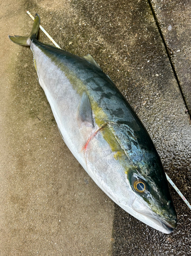 ハマチの釣果