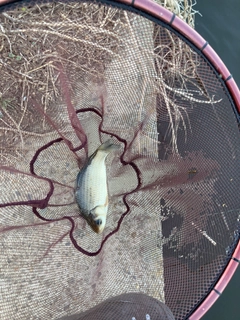 フナの釣果