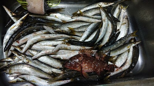 カマスの釣果