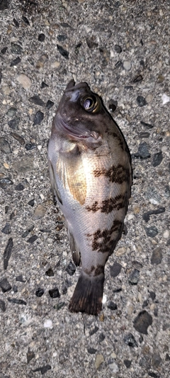 シロメバルの釣果