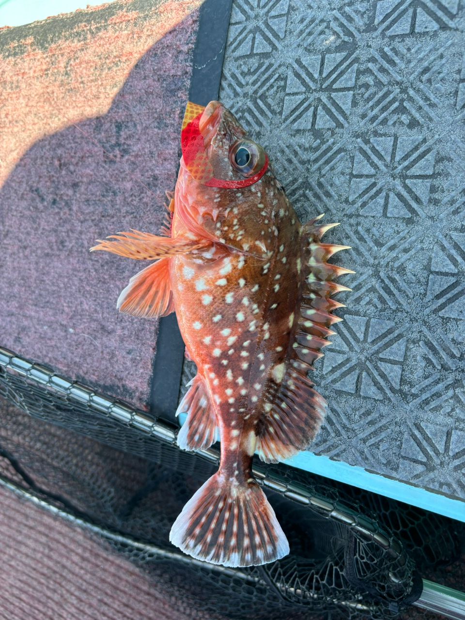 ドS東京湾鯛ラバ備忘録さんの釣果 3枚目の画像