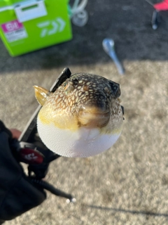 ショウサイフグの釣果