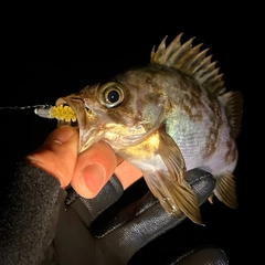 メバルの釣果