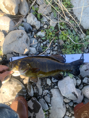 スモールマウスバスの釣果