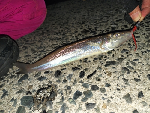 キスの釣果