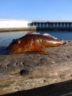 アナハゼの釣果