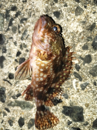 カサゴの釣果