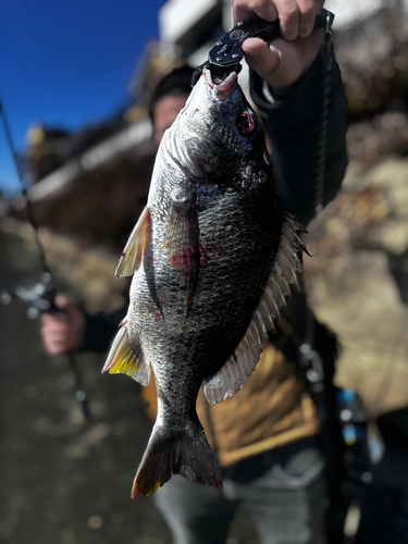 キビレの釣果