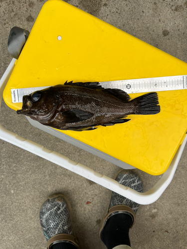 シロメバルの釣果