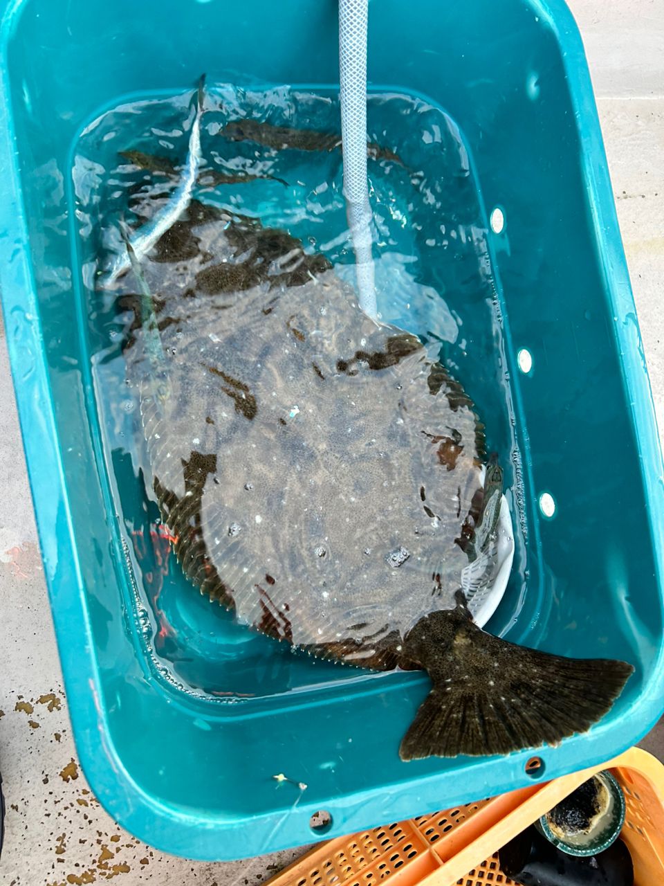 釣りバカニャンコ丸さんの釣果 2枚目の画像