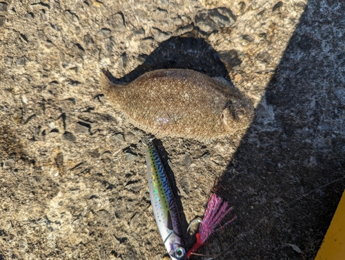 ウシノシタの釣果