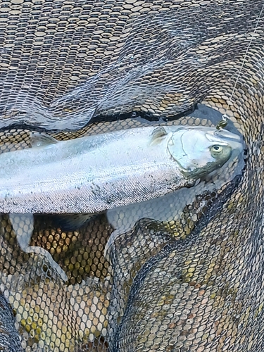 サクラマスの釣果