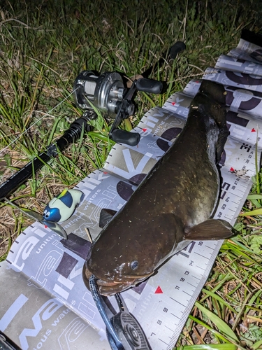 ナマズの釣果