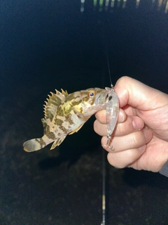 タケノコメバルの釣果