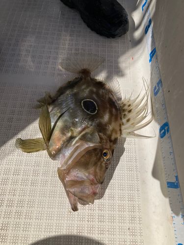 マトウダイの釣果