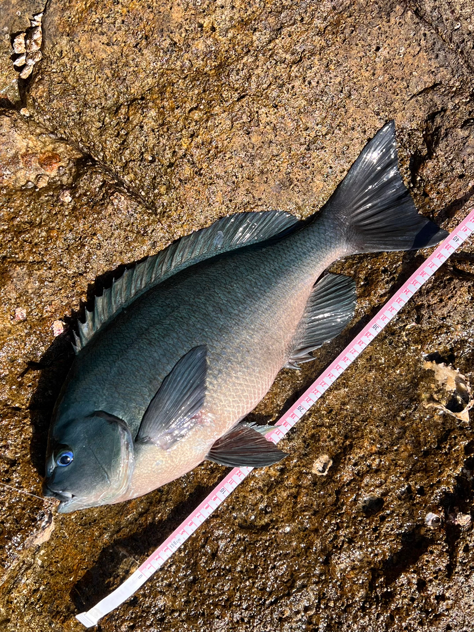 クチブトグレ