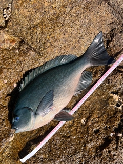 クチブトグレの釣果