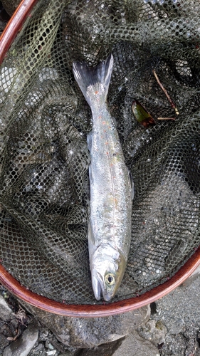 アマゴの釣果