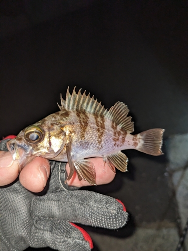 メバルの釣果