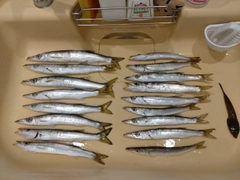 カマスの釣果