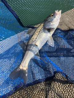 ハネ（マルスズキ）の釣果