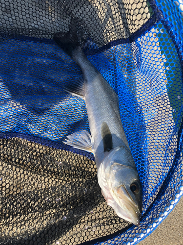 ハネ（マルスズキ）の釣果