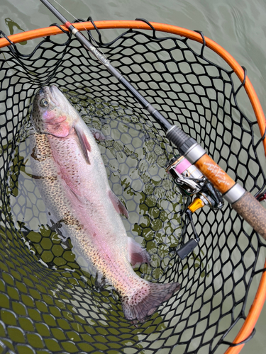 ニジマスの釣果