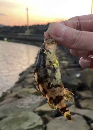 タケノコメバルの釣果