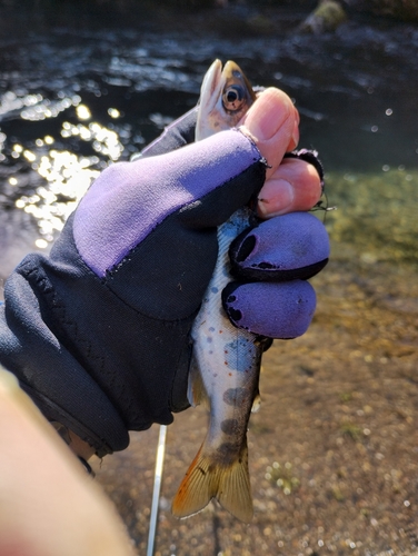 アマゴの釣果