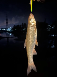 ウグイの釣果