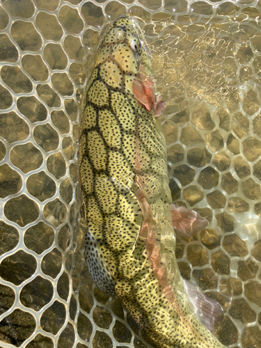 ニジマスの釣果