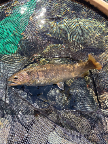 ニジマスの釣果