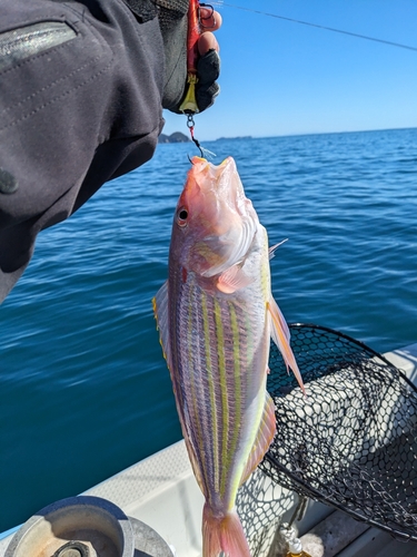 イトヨリダイの釣果