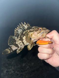 タケノコメバルの釣果