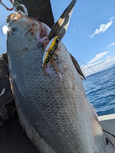 メジナの釣果