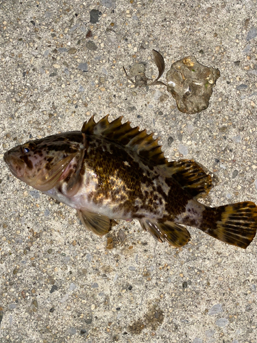 タケノコメバルの釣果