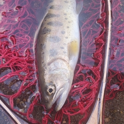 くろぴょんの釣果