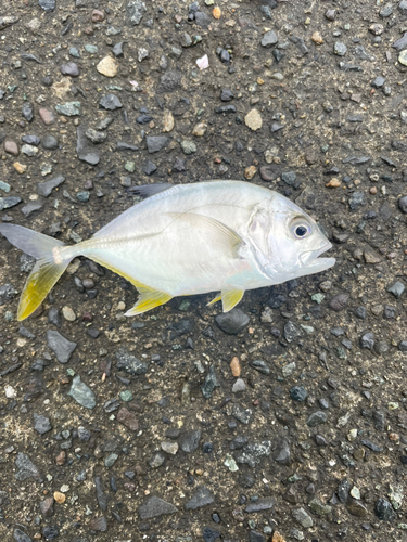 カマスの釣果